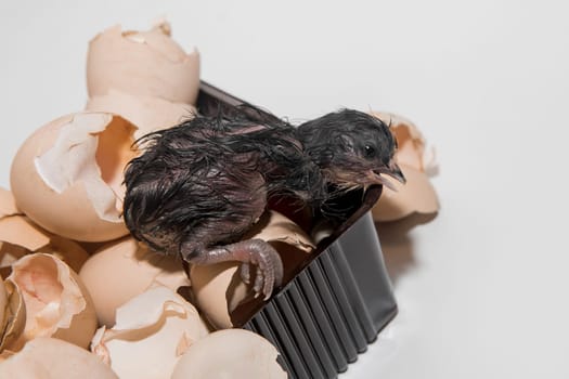 Newborn dark wet chicken little chick in eggshell pile on white background, close up.