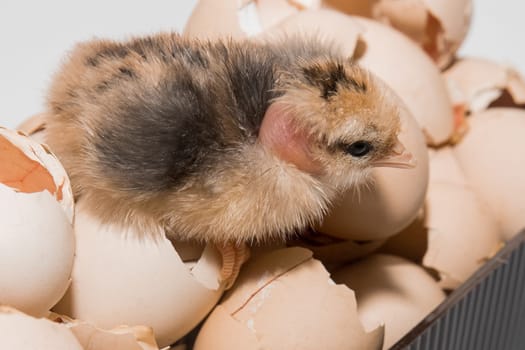 Close-up of fluffy cute little chicken chick on eggshell background and incubation.