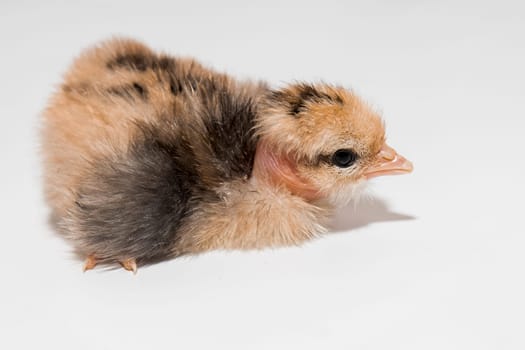 Chick little cute chicken small white background isolated bird baby newborn.