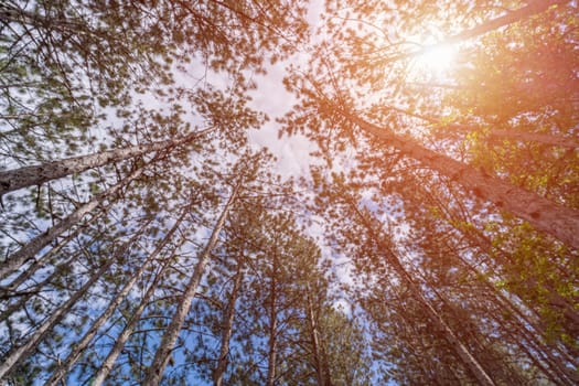 forest with a view from the bottom of the tree canopy, a photograph showcases the peaceful and calming atmosphere of a forest, inviting viewers to immerse themselves in natur