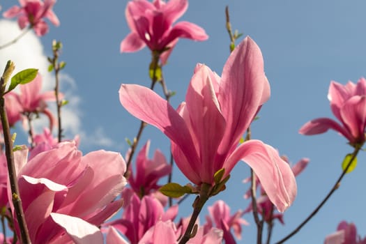 Gentle pink Magnolia soulangeana Flower on a twig blooming against clear blue sky at spring