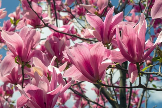 Gentle pink Magnolia soulangeana Flower on a twig blooming against clear blue sky at spring