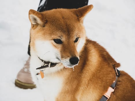 Japanese red coat dog is in winter forest. Portrait of beautiful Shiba inu male standing in the forest on the snow and trees background. High quality photo. Walk in winter