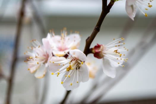 Beautiful Pink Sakura flowers, cherry blossom during springtime against blue sky, toned image with sun leak . High quality photo