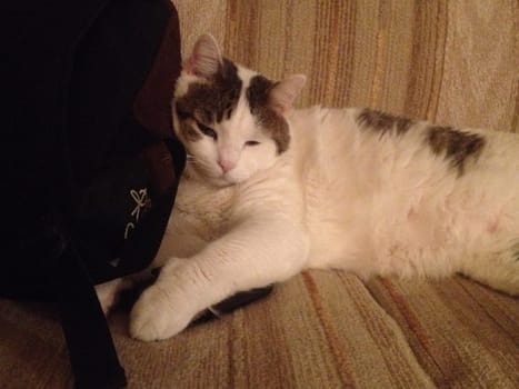 Old White and Brown Cat Laying on Couch By Backpack . High quality photo
