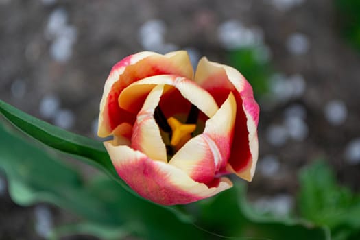 Spring Tulips in bloom with red and green colors.