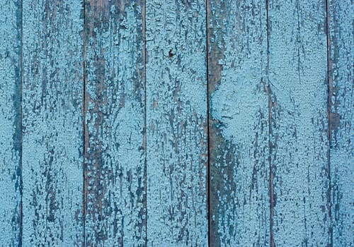 A blue wooden fence made of old cracked painted boards. Cracked blue paint on the boards