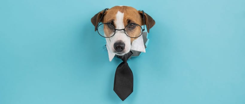 Dog jack russell terrier in glasses and a tie sticks out of a hole in a blue background