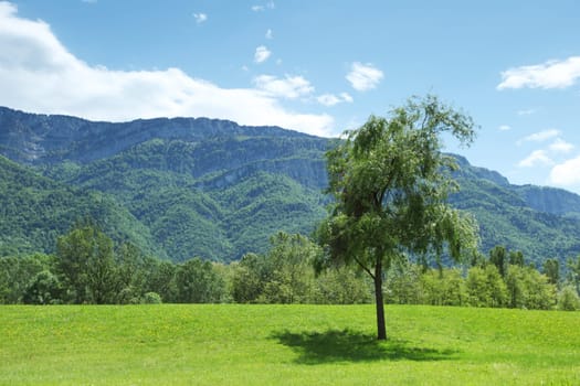 a beautiful view of the alps tree on grass field