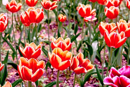 a bulbous spring flowering plant of the lily family, with boldly colored cup-shaped flowers.