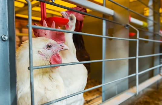 Chickens in a cage near a feeder and drinker with a rooster