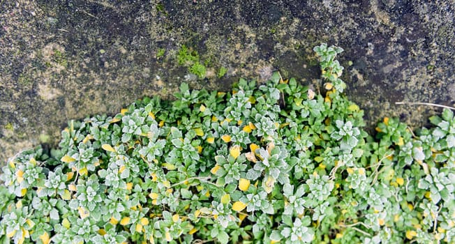 Creeping phlox grows on the sidewalks in the open on a winter morning.