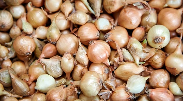 Fresh onions for planting in the garden. Background image of bulbs in a tray.