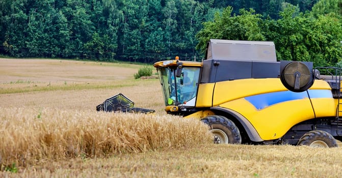 Combine to the mowing removes wheat on the field. Harvester removes the ripened wheat crop on the field