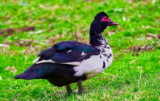 Adult domestic duck for free. Duck of meat breed. Against the background of green grass.