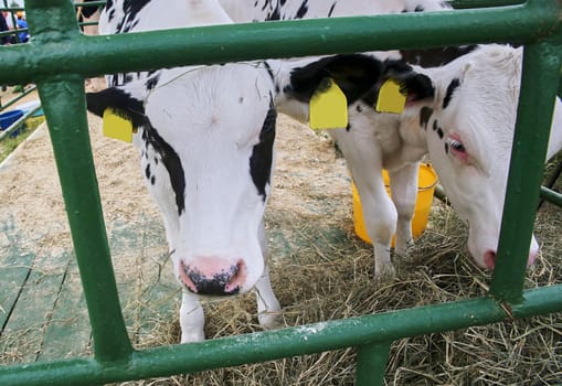 Calf on a dairy farm Pennsylvania Holstein cow Cute baby animal. Two calves.