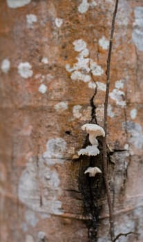 Close-up of mushrooms growing out of a tree trunk in the forest, perfect for nature and outdoor themed designs.