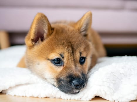 Portrait of cute Shiba Inu small dog, puppy, Close up. Dogecoin. Red-haired Japanese dog smile portrait. Illuminating color, cryptocurrency, electronic money. High quality photo