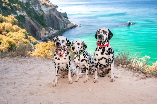 Three obedient Dalmatian dogs sit on the background of the azure sea and look at their owner. Two dogs in red collars, one in green. Concept of holidays and trips to the sea with Pets.