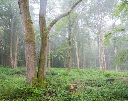soft light of summer forest in morning mist near river seine in french normandy