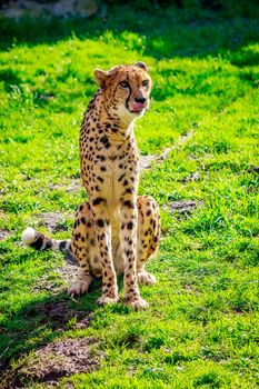 An Amur leopard sits on the grass.