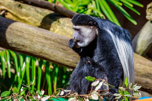 Colobus monkey with black and white fur.