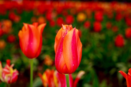 Colorful tulip flowers bloom in the spring field.