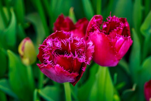 Colorful tulip flowers bloom in the spring field.