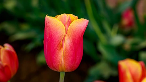 Colorful tulip flowers bloom in the spring field.