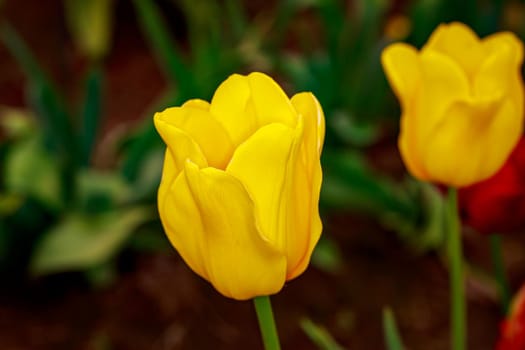 Colorful tulip flowers bloom in the spring field.