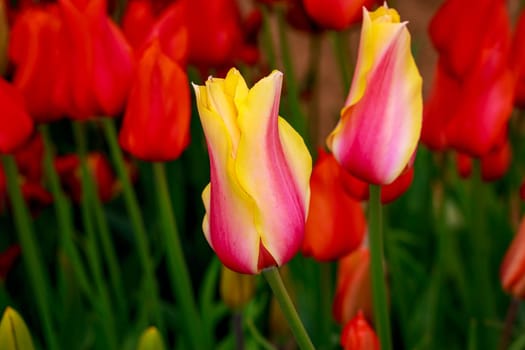 Colorful tulip flowers bloom in the spring field.