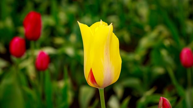 Colorful tulip flowers bloom in the spring field.