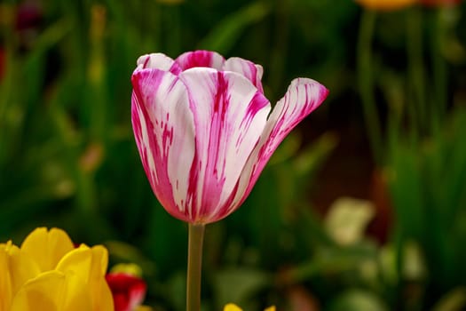 Colorful tulip flowers bloom in the spring field.