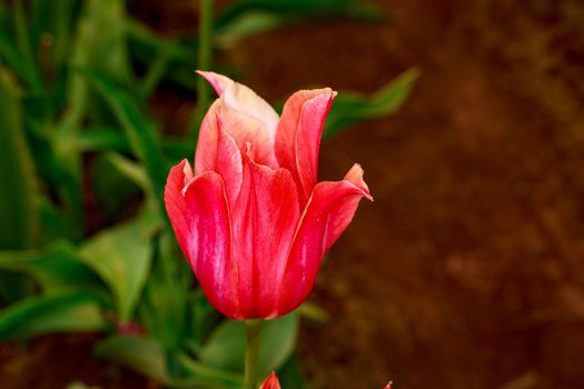 Colorful tulip flowers bloom in the spring field.