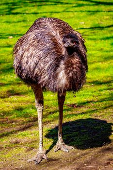 An emu stands on the meadow, on alert.