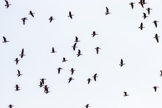 A flock of Canada geese flying in the sky.