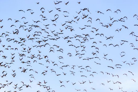A flock of Canada geese flying in the sky.