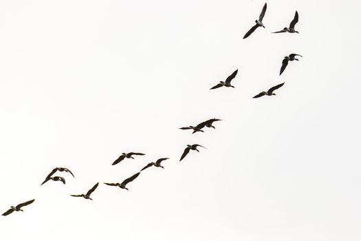 A flock of Canada geese flying in the sky.
