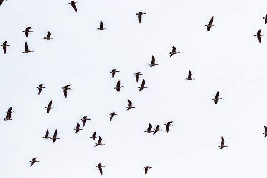 A flock of Canada geese flying in the sky.