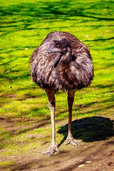 An emu stands on the meadow, on alert.