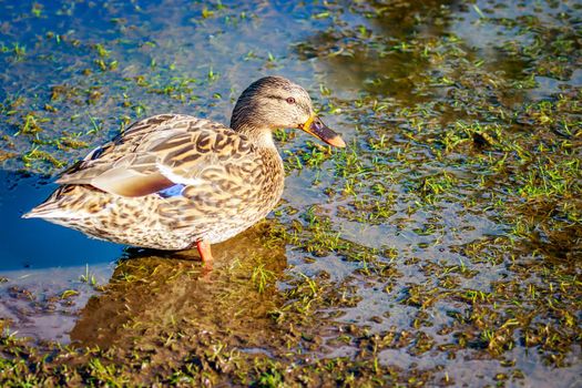 A female mallard duck wades on wetland.