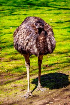 An emu stands on the meadow, on alert.