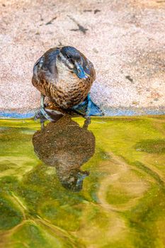 A Female Maccoa Duck stands by the pond, with reflection in water.