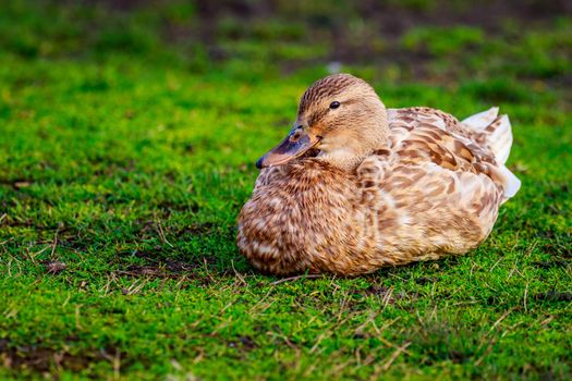 A female mallard duck sits on the grass.