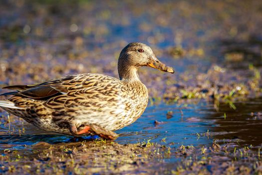 A female mallard duck strides across the wetland.