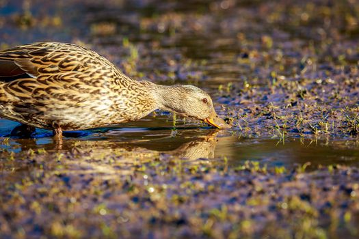 A female mallard duck feeds in the wetland.