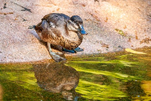 A Female Maccoa Duck stands by the pond, with reflection in water.