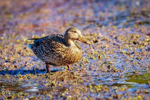 A female mallard duck strides across the wetland.