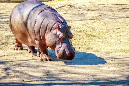 A Hippopotamus walks on the dry land.