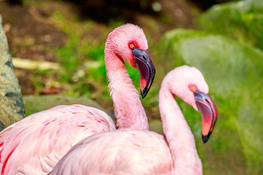 Close-up of a group of lesser flamingos.